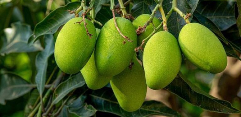 mango2