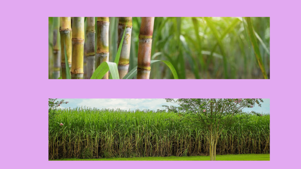 Untitled design - 2026-01-15T053226.181