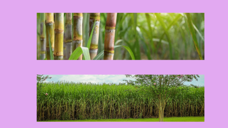 Untitled design - 2026-01-15T053226.181