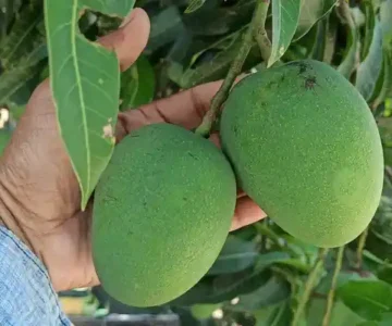 nl-mango-collector-aamvariety_480x480 (1)
